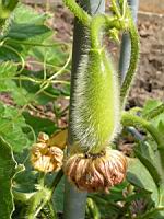 Benincasa hispida (fam Cucurbitacees) (Est de l'Asie) (4) (Photo F. Mrugala)